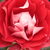 Roșu și alb - Trandafir pentru straturi Floribunda - Picasso